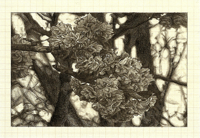 Blossom I , graphite on graph paper, 11cm x 16cm, 2012
