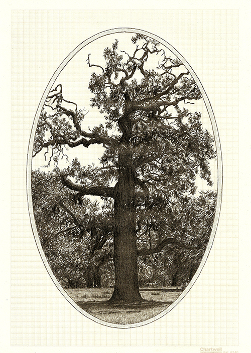 Family Tree IV, graphite on graph paper, 29.7 x 21cm, 2013