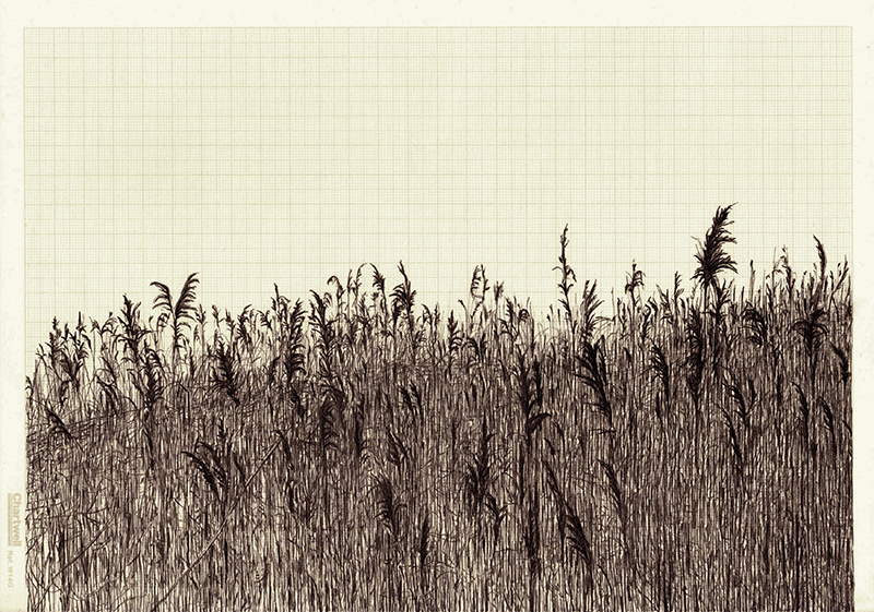 Vox Populi or Untitled Reeds, graphite on graph paper, 21cm x 29.7cm, 2013