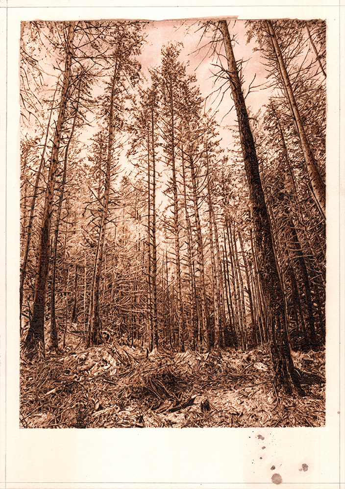 A matter of England (4), graphite, pyrography and ink on tea stained paper, 35cm x 24.8cm, 2020