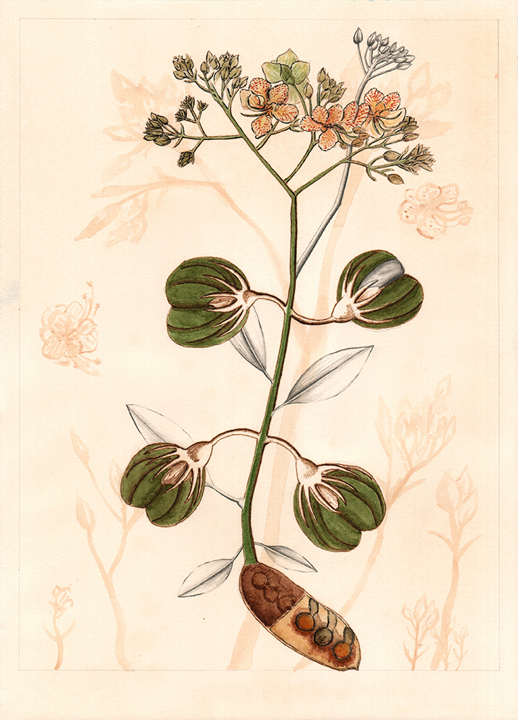 After unknown artist (1), graphite, tea, watercolour and pyrography on tea stained paper, 36cm x 26cm, 2019