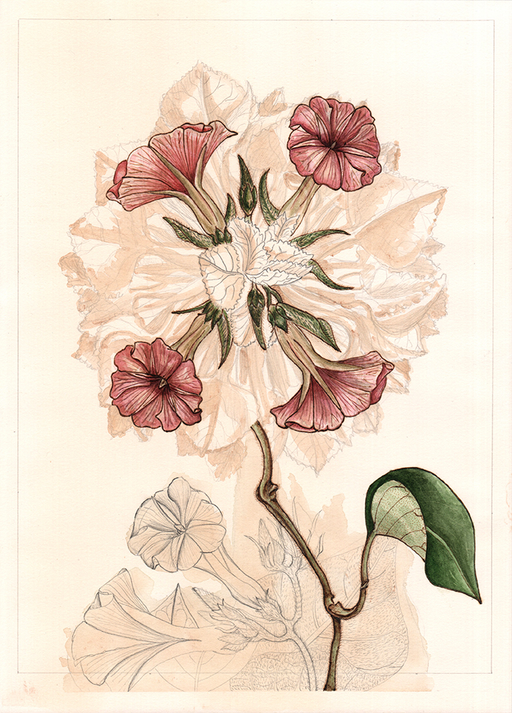 After unknown artist (2), graphite, tea, watercolour and pyrography on tea stained paper, 36cm x 26cm, 2019. This on going series of work is made using images selected from the Royal Botanical Gardens collection in Edinburgh. Many of the images in the collection were made by unknown artists in various exotic locations. My botanicals are created using a random number generator, picking two or three images to fuse together into hybrids. Referencing both the chaos of nature and the unknown creator.