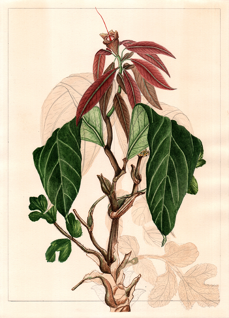 After unknown artist (3), graphite, watercolour and tea on tea stained paper, 36cm x 26cm, 2019. This on going series of work is made using images selected from the Royal Botanical Gardens collection in Edinburgh. Many of the images in the collection were made by unknown artists in various exotic locations. My botanicals are created using a random number generator, picking two or three images to fuse together into hybrids. Referencing both the chaos of nature and the unknown creator.