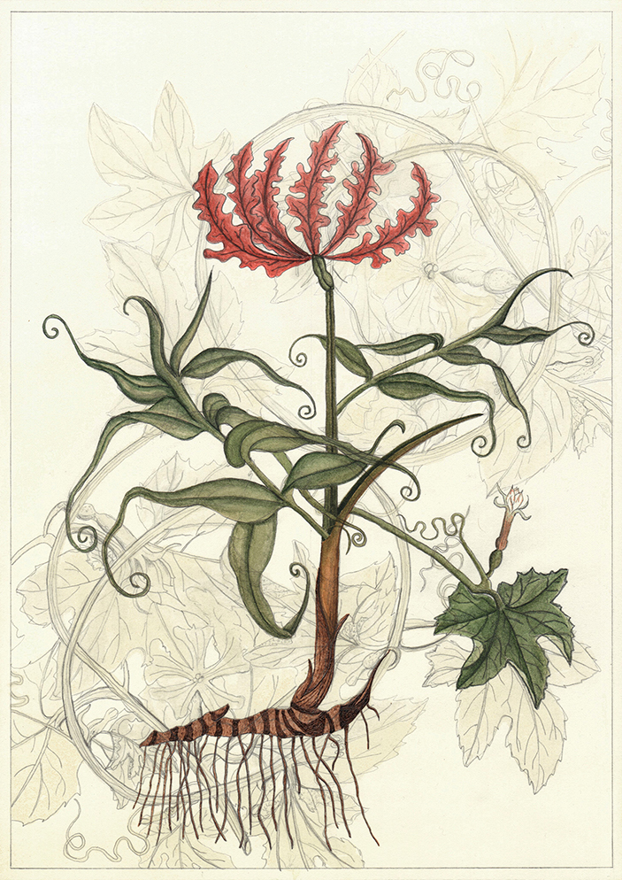 After unknown artist (4), graphite pyrography, tea and watercolour on tea stained paper, 35cm x 25cm, 2020. This on going series of work is made using images selected from the Royal Botanical Gardens collection in Edinburgh. Many of the images in the collection were made by unknown artists in various exotic locations. My botanicals are created using a random number generator, picking two or three images to fuse together into hybrids. Referencing both the chaos of nature and the unknown creator.