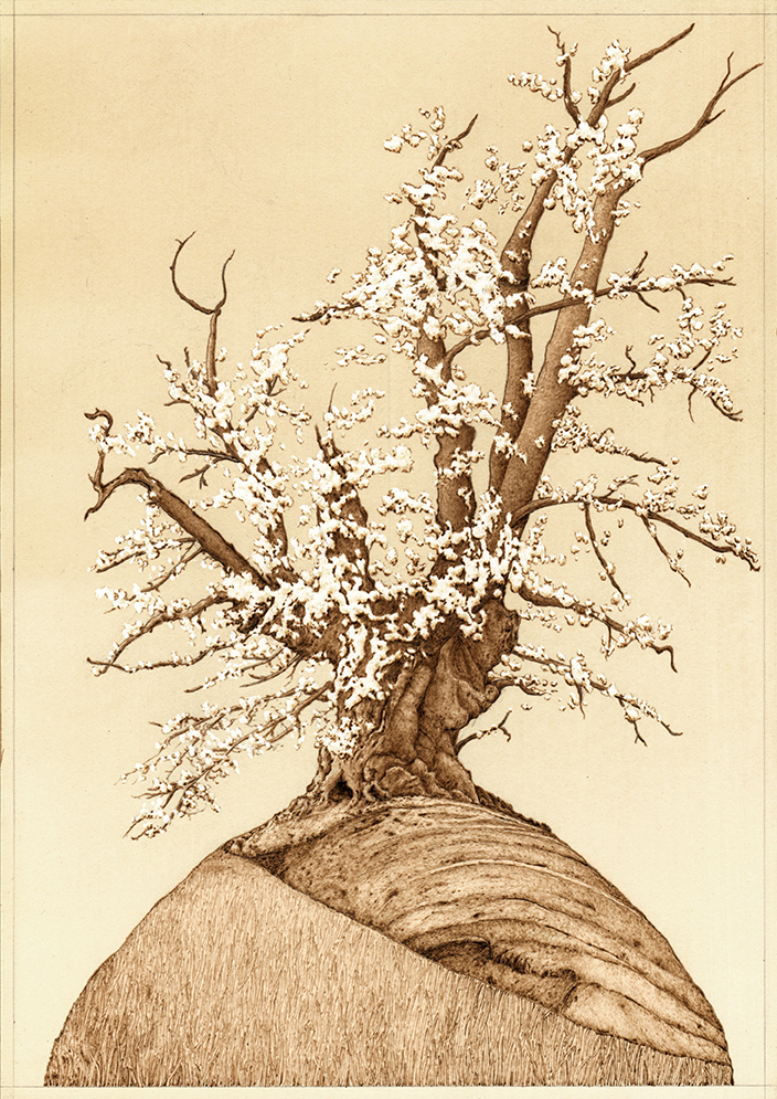 Phoenix (White Leaved Oak) Graphite and pyrography on tea stained paper 35cm x 24.8cm 2020