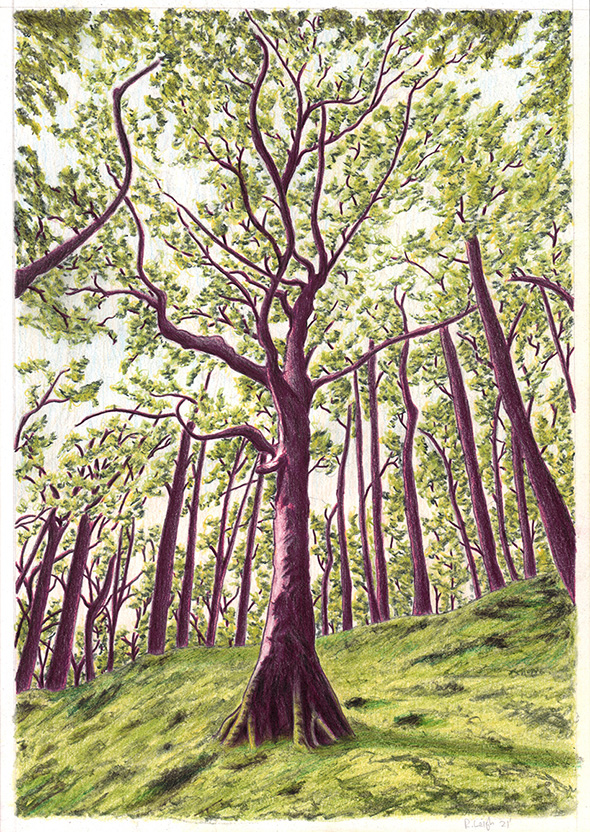 Witch Wood, graphite and colour pencil on paper, 29.7cm x 21cm 2021
